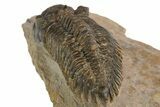 Detailed Metacanthina Trilobite - Lghaft, Morocco #310626-5